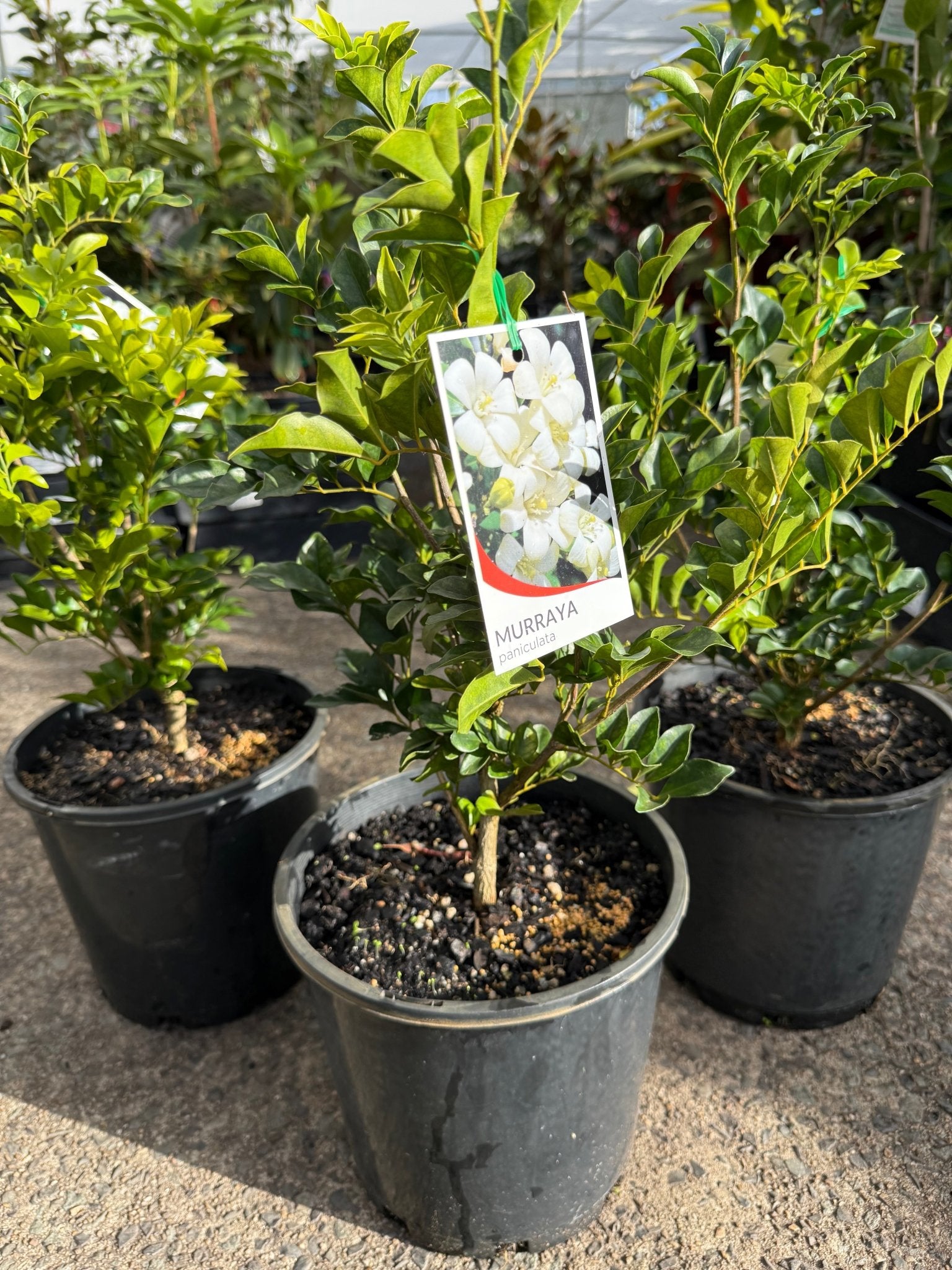 Mock Orange (Murraya paniculata) - Large - Ladybird Nursery