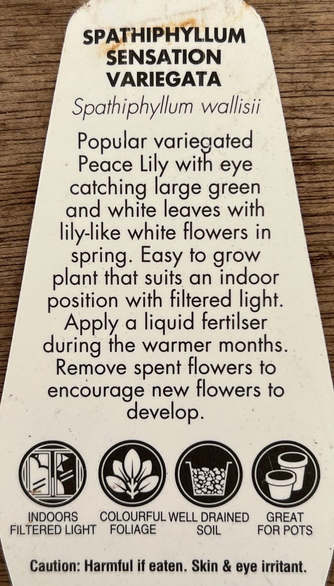 Variegated Peace Lily 'Wallisii' (Spathiphyllum wallisii variegata) - Ladybird Nursery