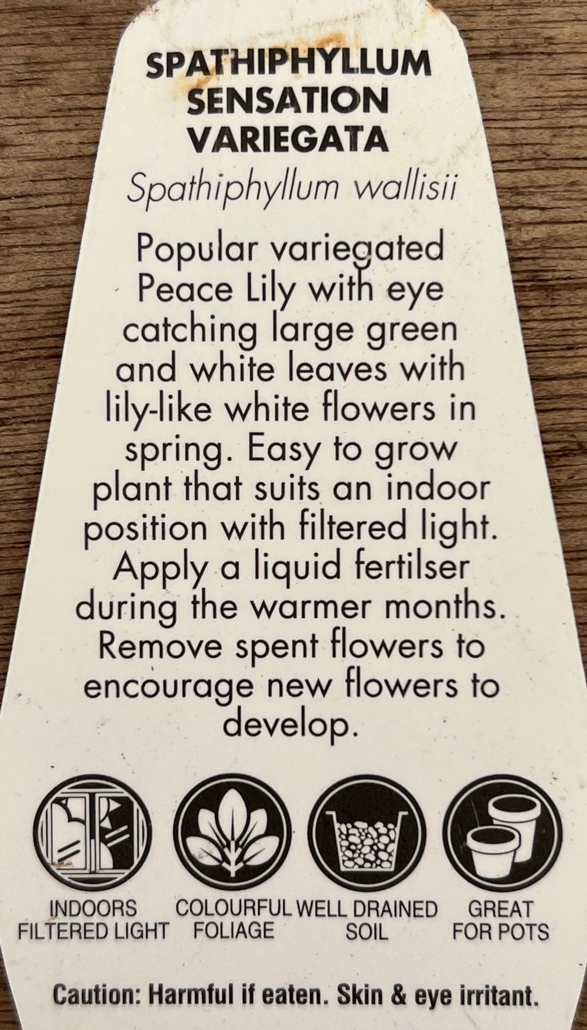 Variegated Peace Lily 'Wallisii' (Spathiphyllum wallisii variegata) - Ladybird Nursery