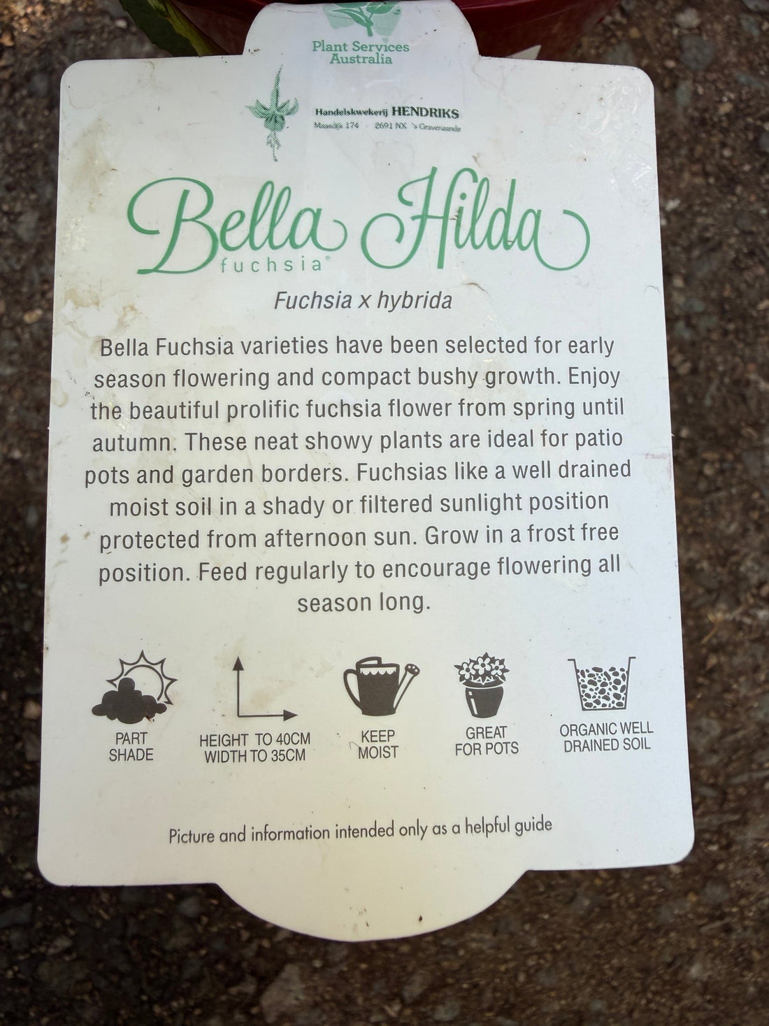 Fuchsia 'Bella Hilda' - Ladybird Nursery
