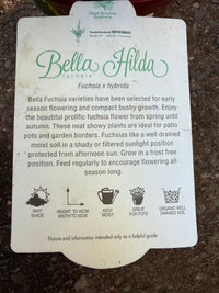 Fuchsia 'Bella Hilda' - Ladybird Nursery