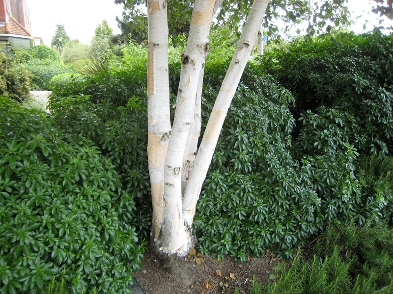 Himalayan Birch Jacquemontii (Betula utilis) - Ladybird Nursery