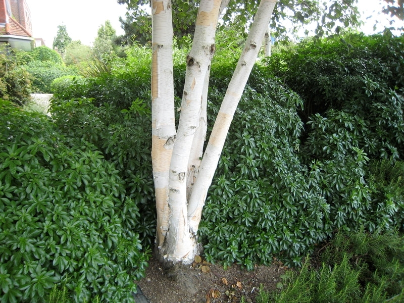 Himalayan Birch Jacquemontii (Betula utilis)