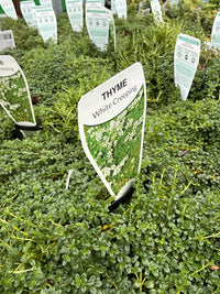 Creeping Thyme 'White' (Thymus serpyllum) - Ladybird Nursery