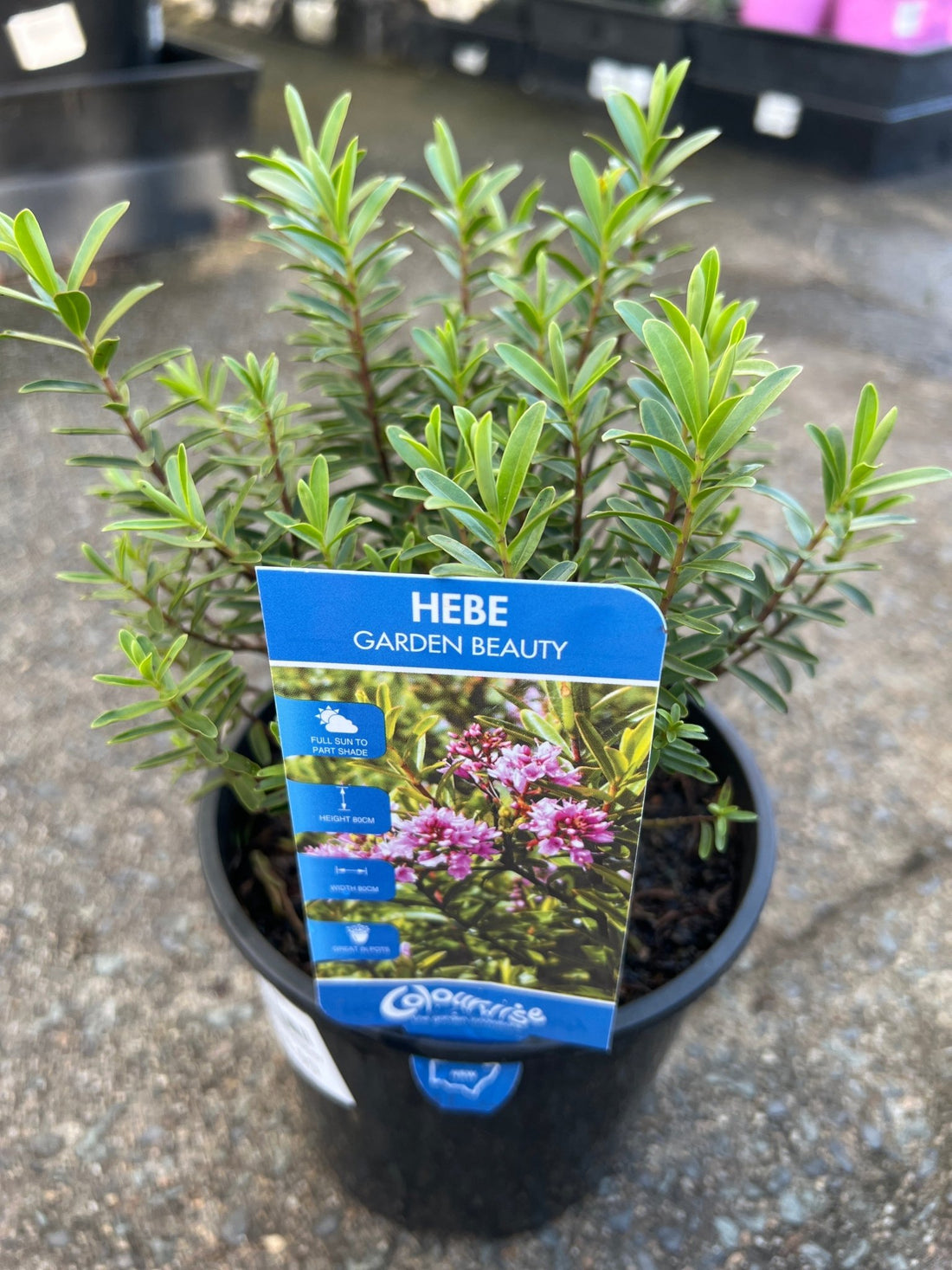 Hebe 'Garden Beauty' - Ladybird Nursery