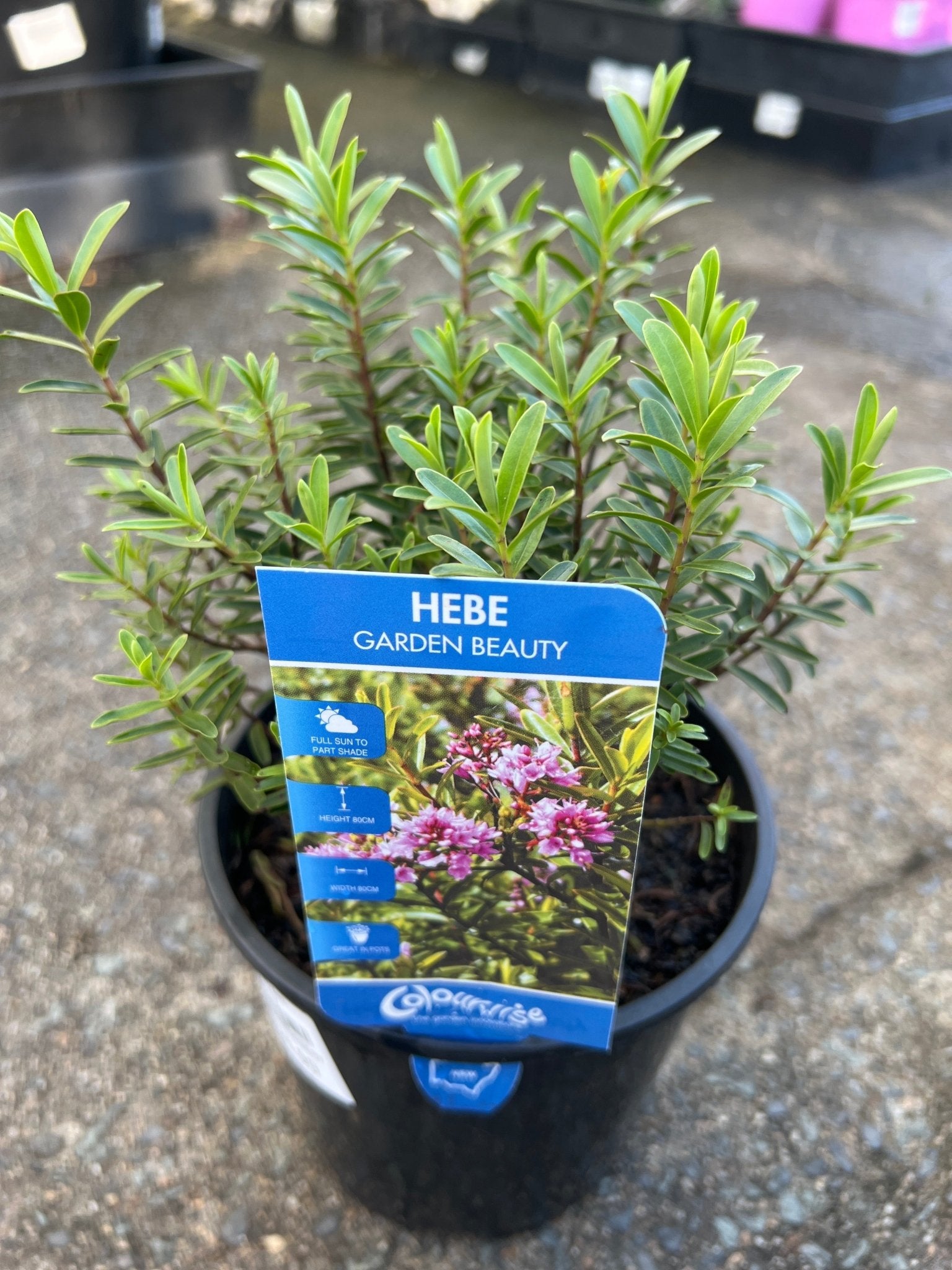 Hebe 'Garden Beauty' - Ladybird Nursery