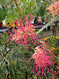 Grevillea 'Spirit of ANZAC' - Ladybird Nursery