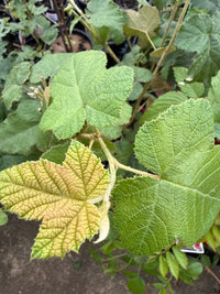 Native Raspberry (Rubus moluccanus) - Ladybird Nursery