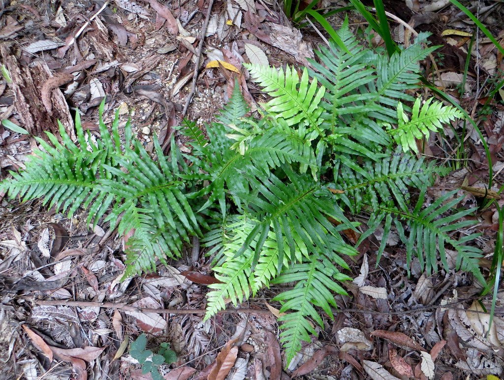 Gristle Fern (Blechnum cartilagineum) - Ladybird Nursery