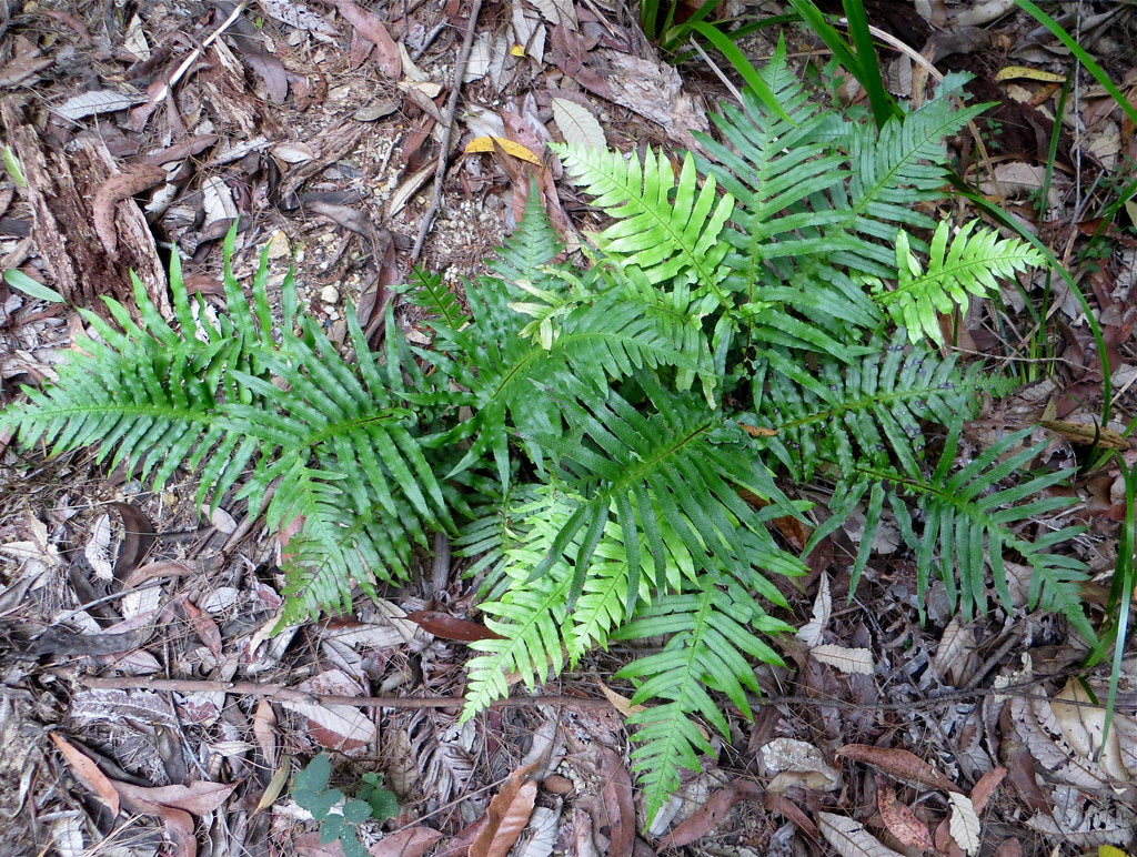 Gristle Fern (Blechnum cartilagineum)