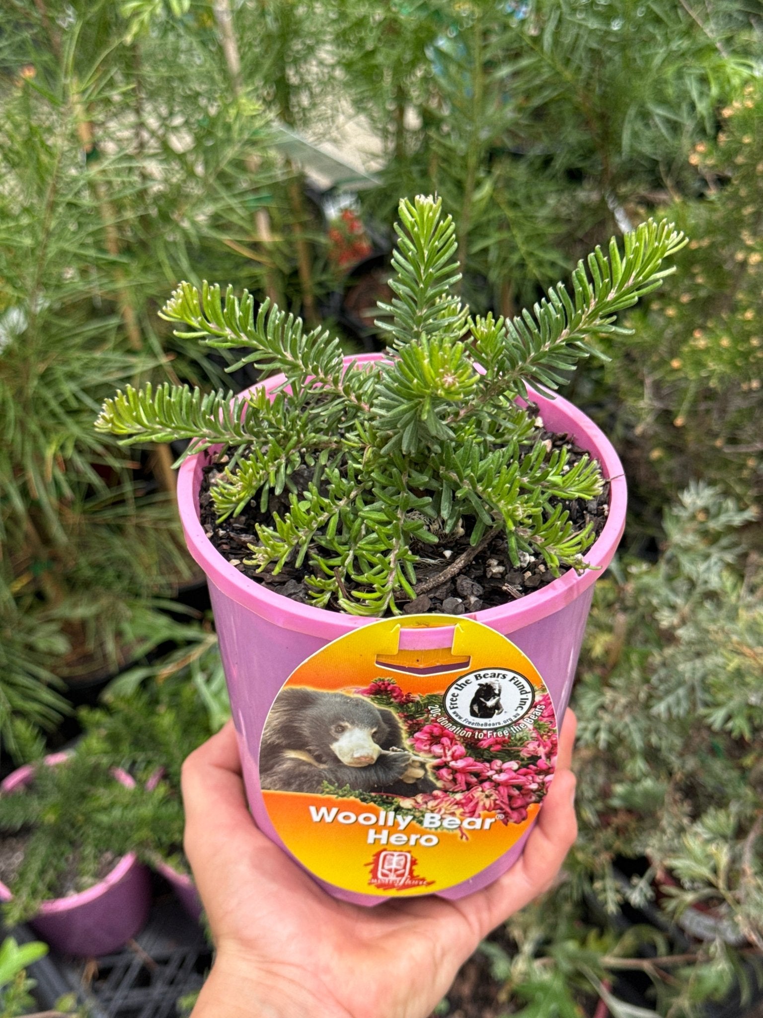 Grevillea ‘Woolly Bear Hero’ - Ladybird Nursery