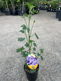 Blue Hibiscus 'Misty' (Alyogyne huegelii) - Ladybird Nursery