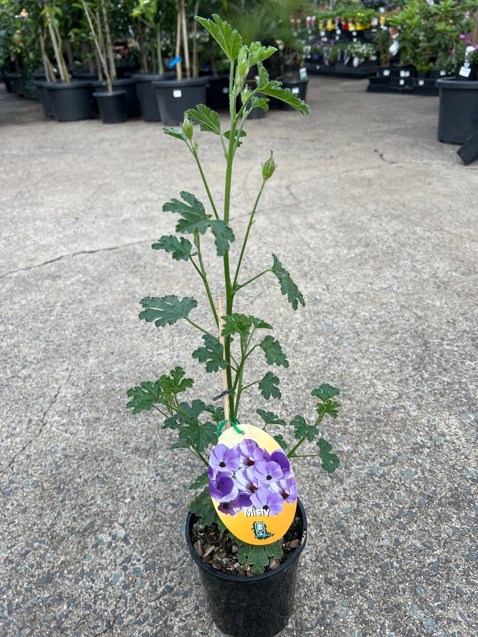 Blue Hibiscus 'Misty' (Alyogyne huegelii) - Ladybird Nursery