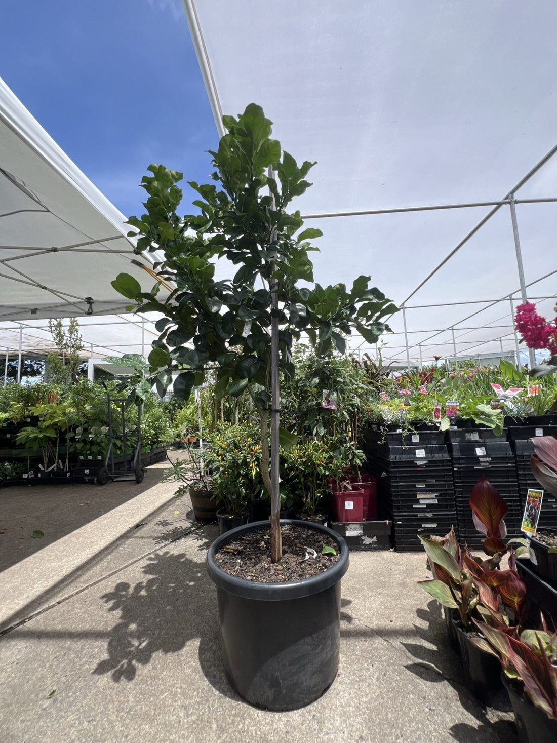 Pummelo K13 500mm PICK UP ONLY - Ladybird Nursery