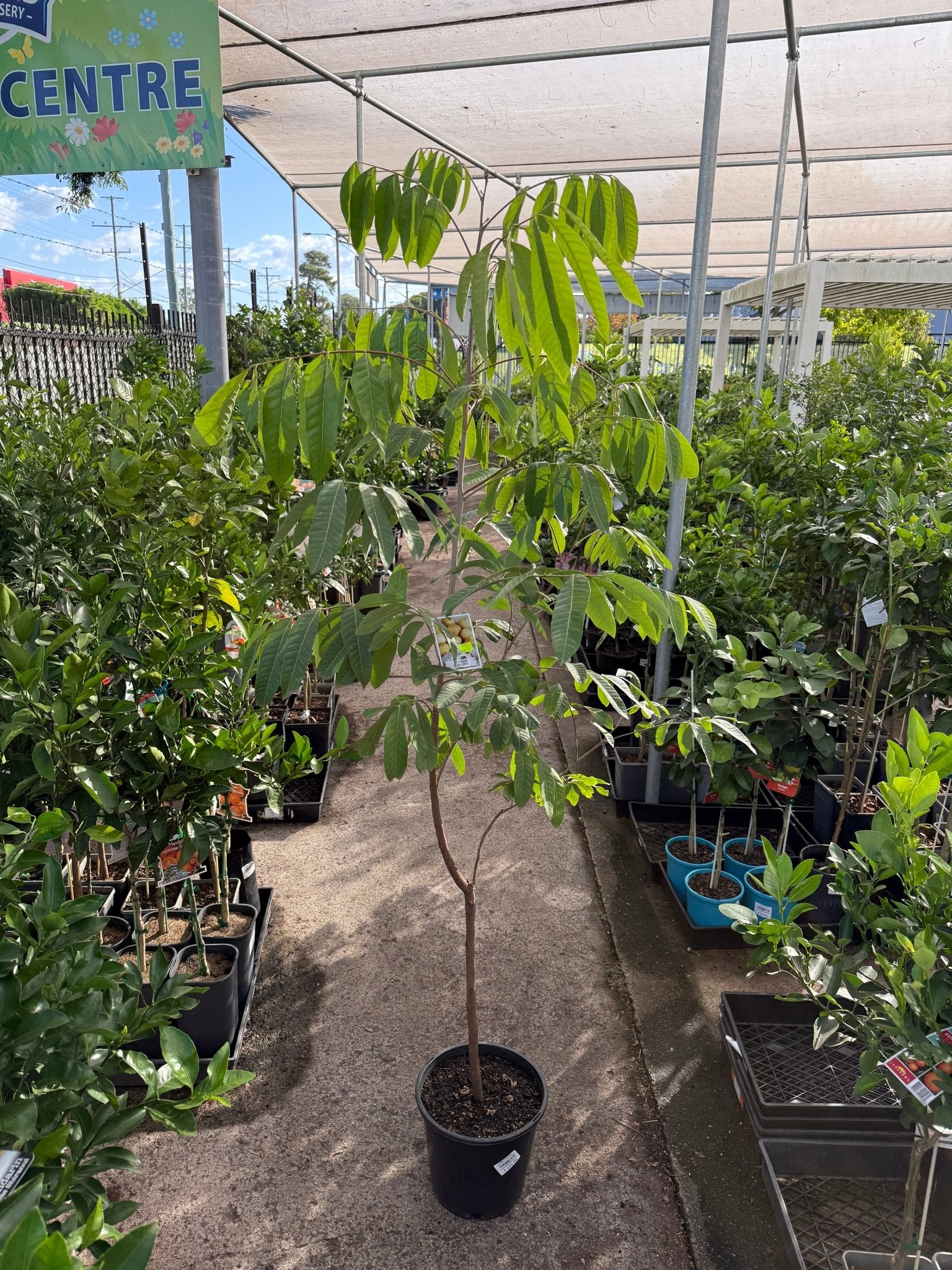 Longan 'Chompoo' - Advanced (PICKUP ONLY) - Ladybird Nursery