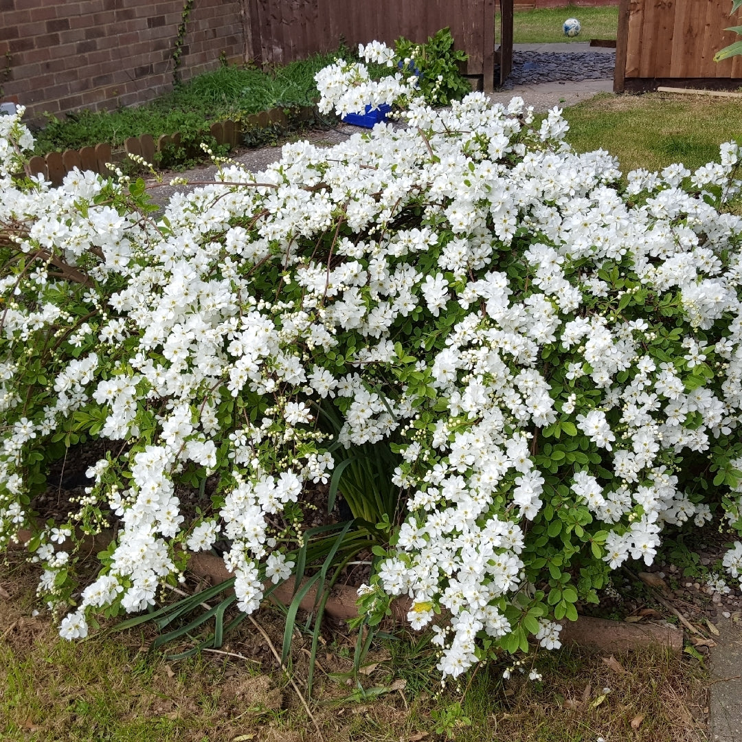 Snow White Exochorda (Exochorda serratifolia)