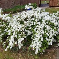 Snow White Exochorda (Exochorda serratifolia) - Ladybird Nursery