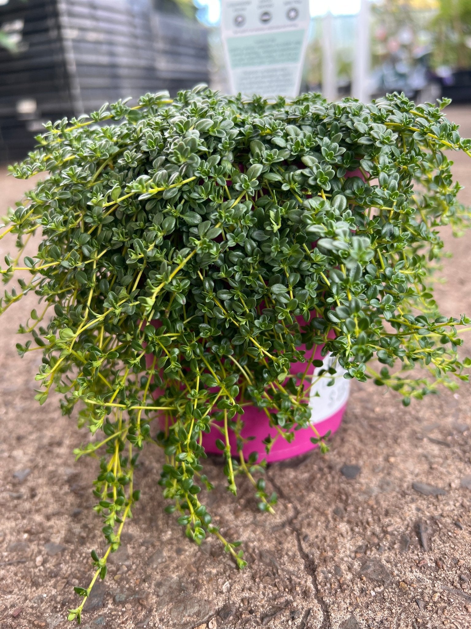 Creeping Thyme (Thymus serpyllum) - Ladybird Nursery