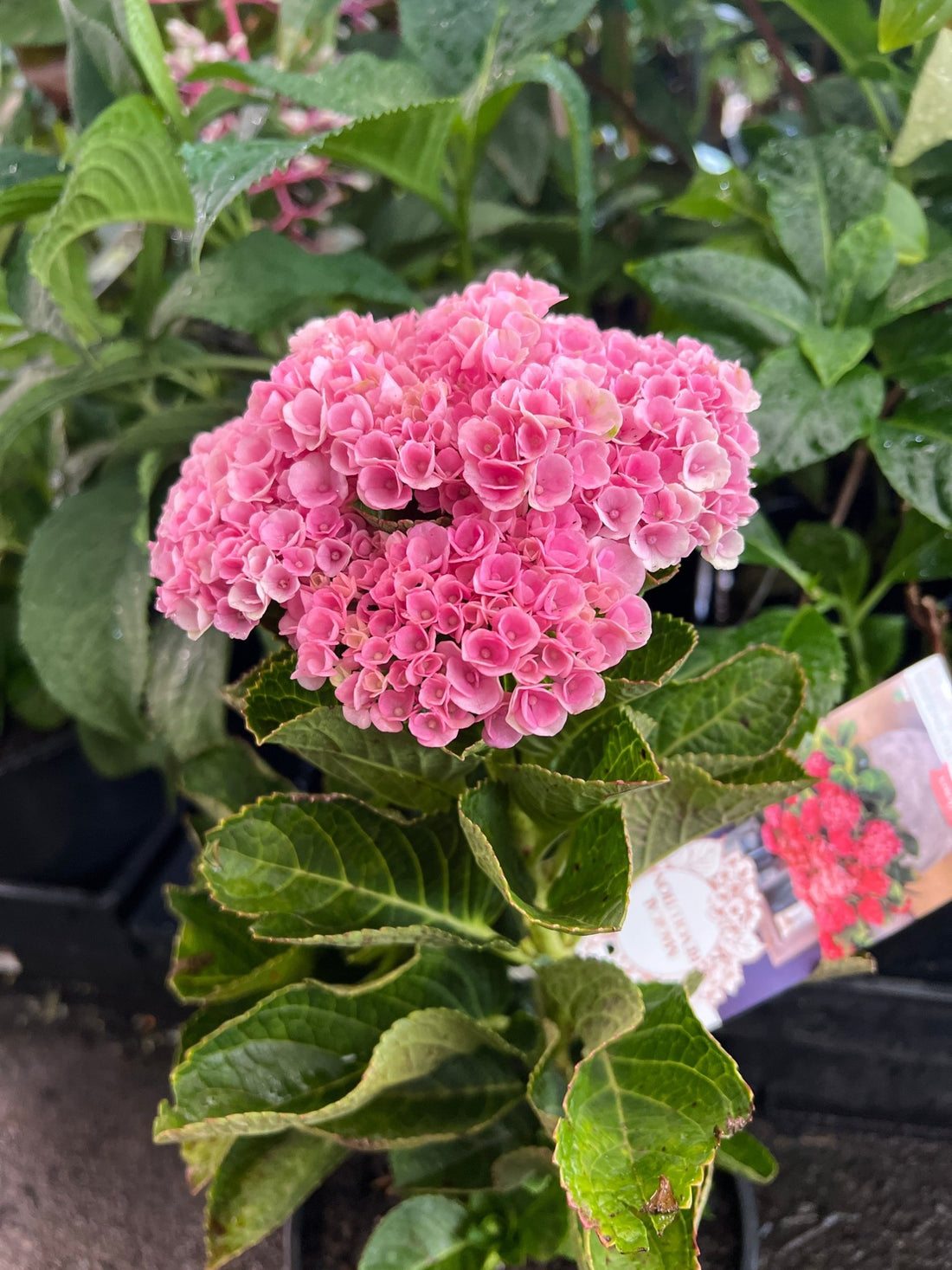 Hydrangea Magical Revolution