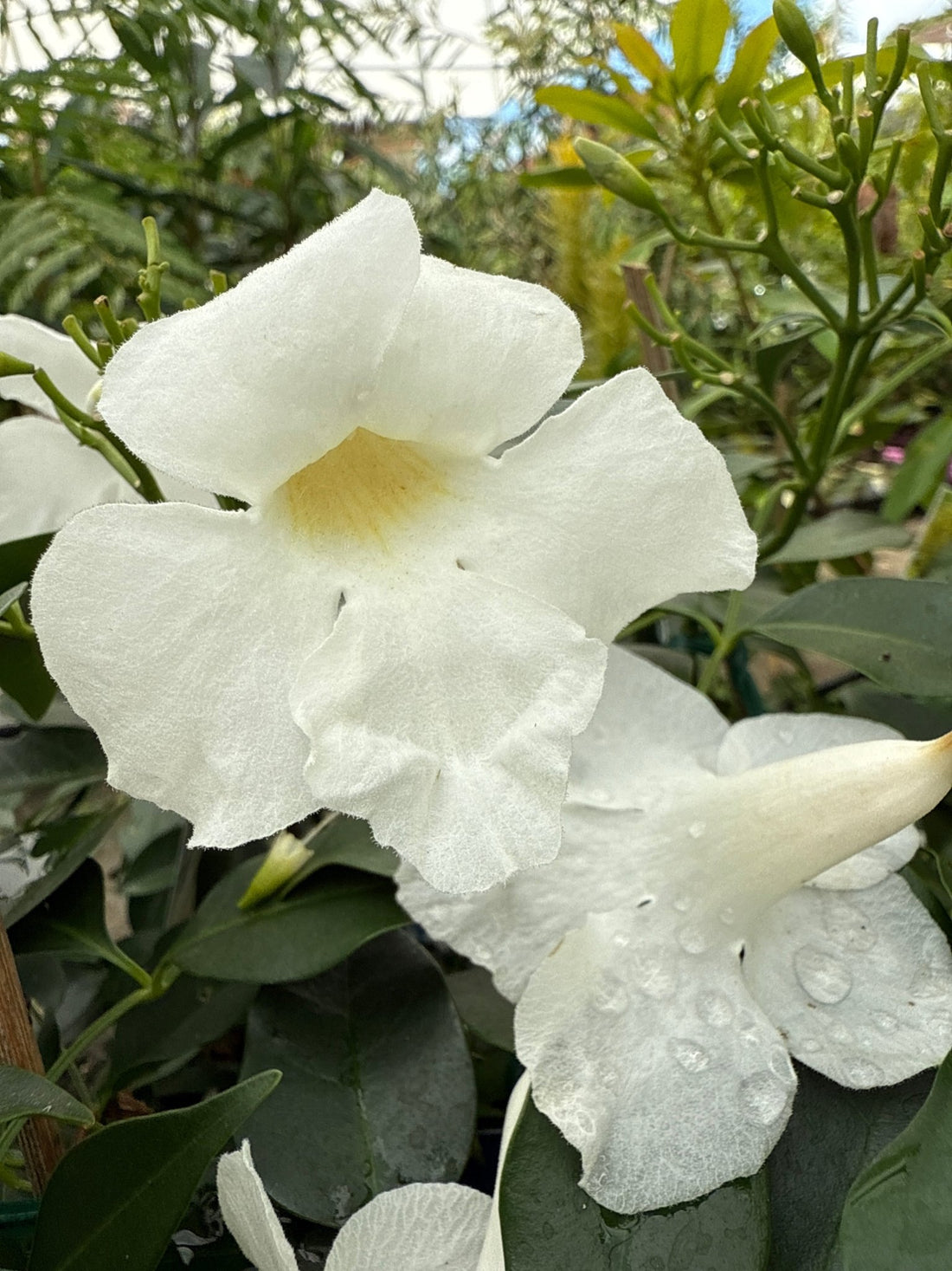 Bower Vine Wedding Bellz (Pandorea jasminoides) - Ladybird Nursery