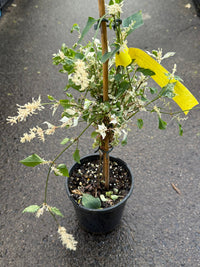 Amaranthus 'Fluffy Duck' - Ladybird Nursery