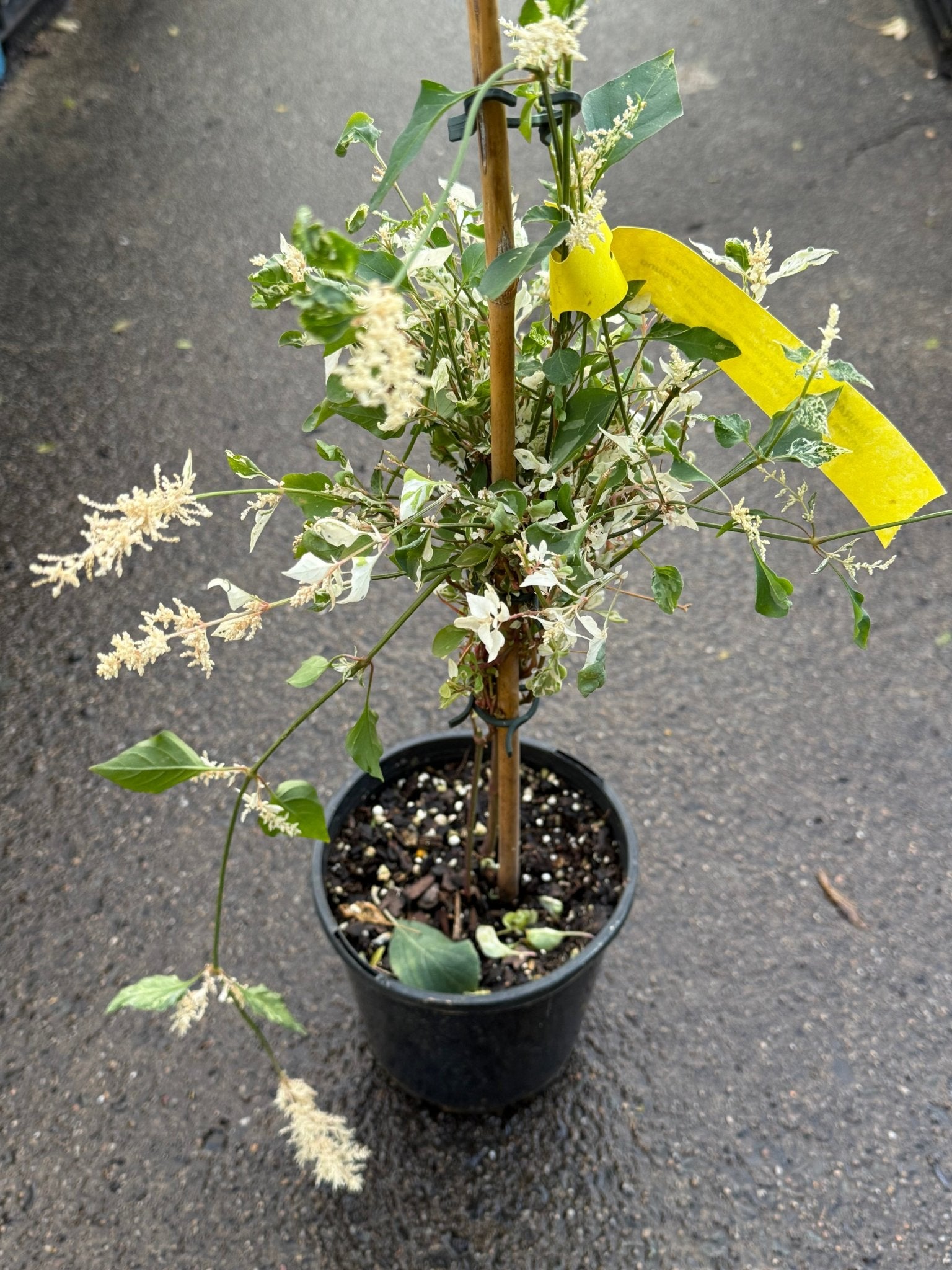 Amaranthus 'Fluffy Duck' - Ladybird Nursery
