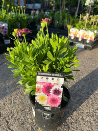 African Daisy '3D Double' (Osteospermum)