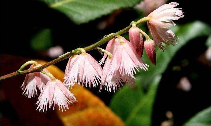 Blueberry Ash Tree (Elaeocarpus reticulatus) - Ladybird Nursery