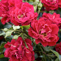 Rose DRIFT® Assorted (Rosa) - Ladybird Nursery