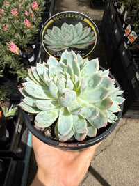 Echeveria 'Violet Queen' - Ladybird Nursery