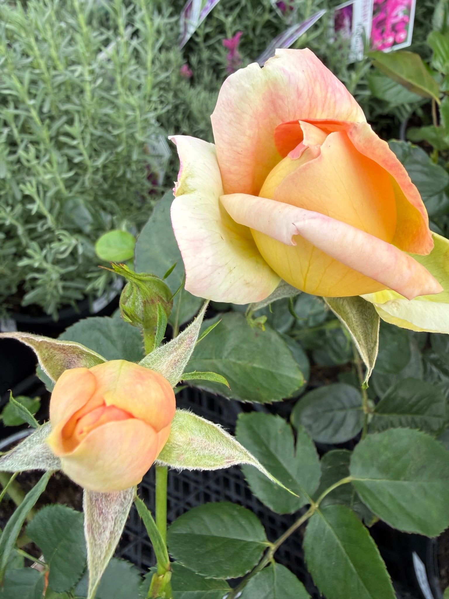 Rose 'Chicago Peace' - Ladybird Nursery