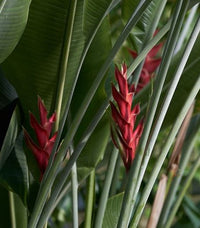 Heliconia caribaea 'Purpurea’ - Ladybird Nursery