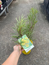 Isopogon ‘Sunshine’ - Ladybird Nursery
