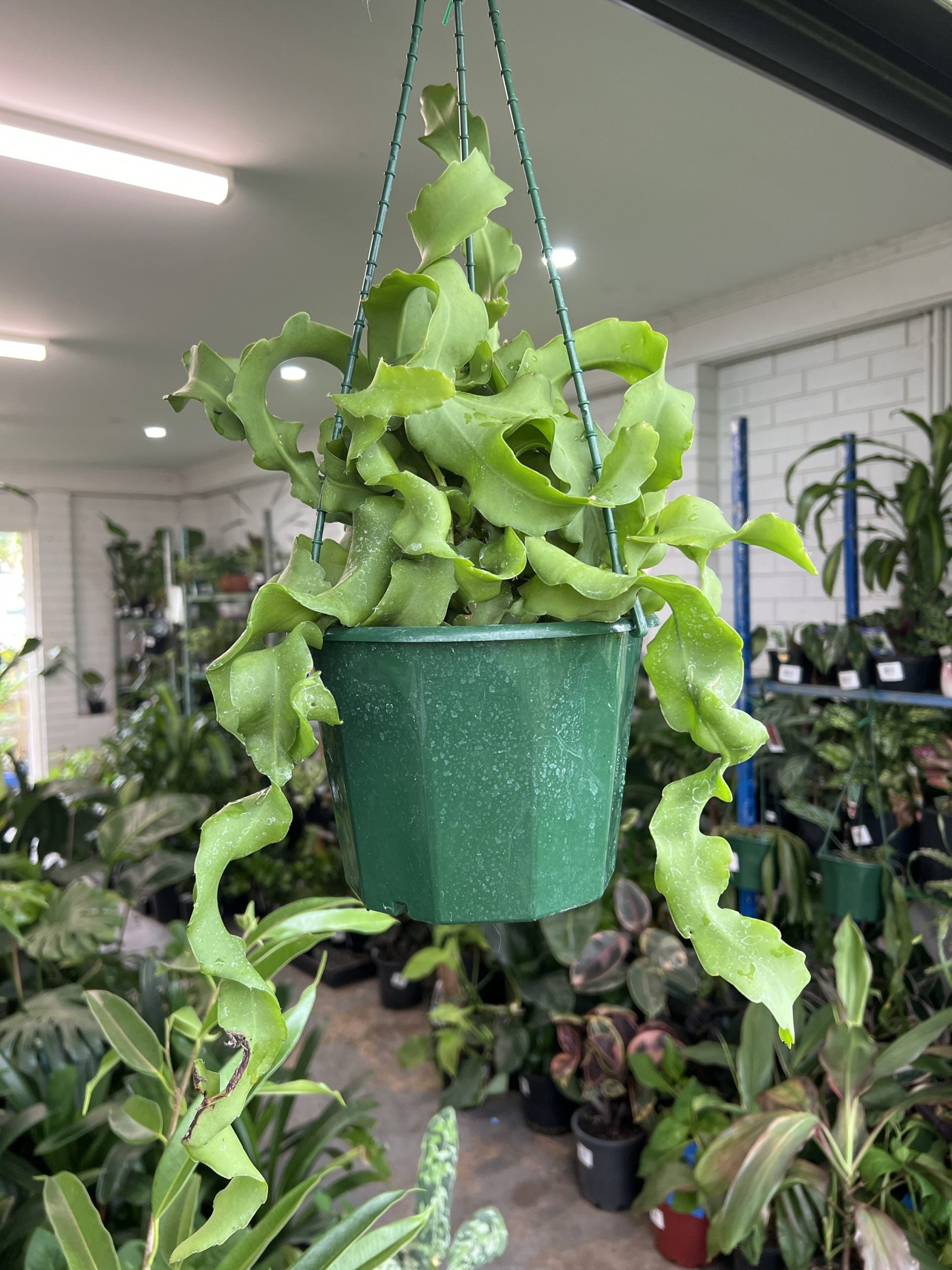 Curly Sue (Ephiphyllum Gutemalense)