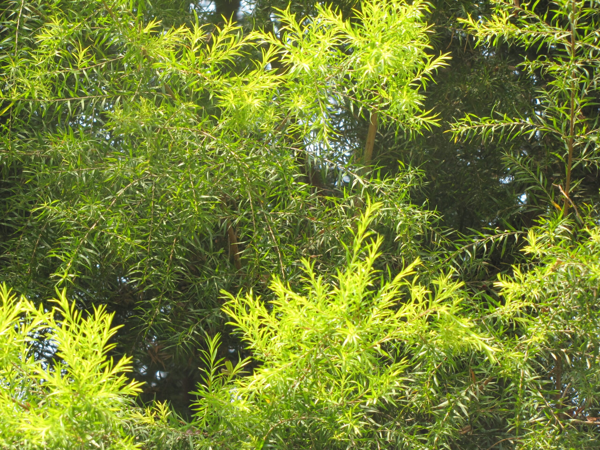 Black Tea-tree Revolution Gold (Melaleuca bracteata)
