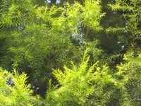 Black Tea-tree Revolution Gold (Melaleuca bracteata)