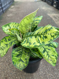 Homalomena 'Camouflage' - Large - Ladybird Nursery