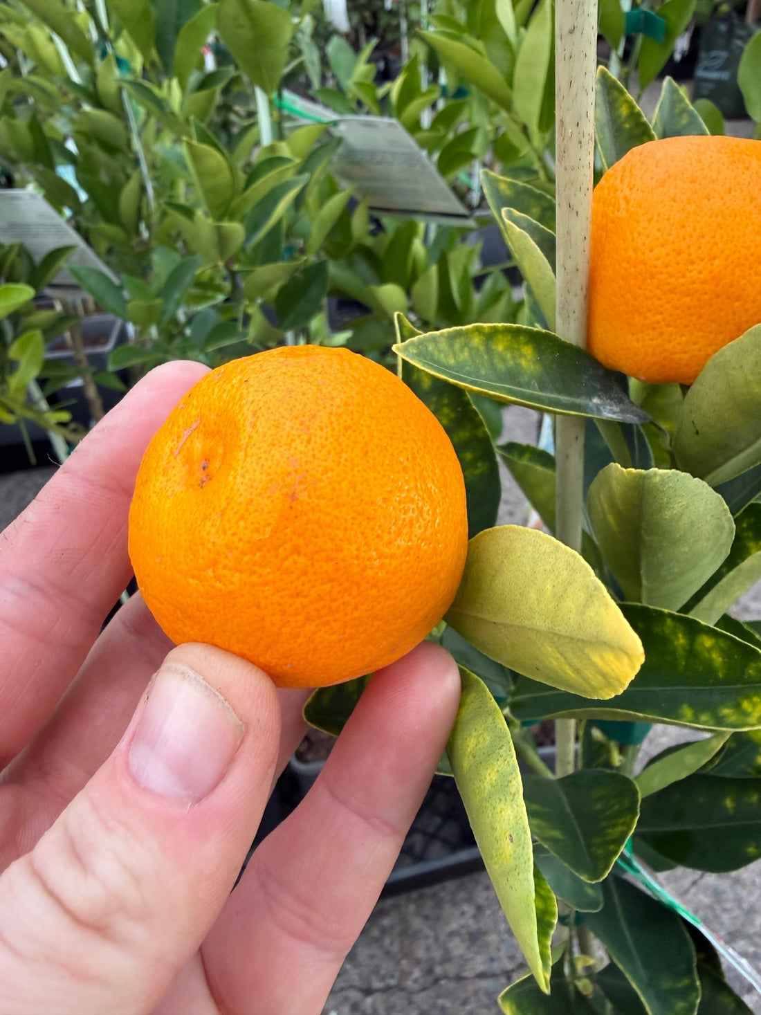 Dwarf Kumquat 'Calamondin' (QLD Only) - Ladybird Nursery
