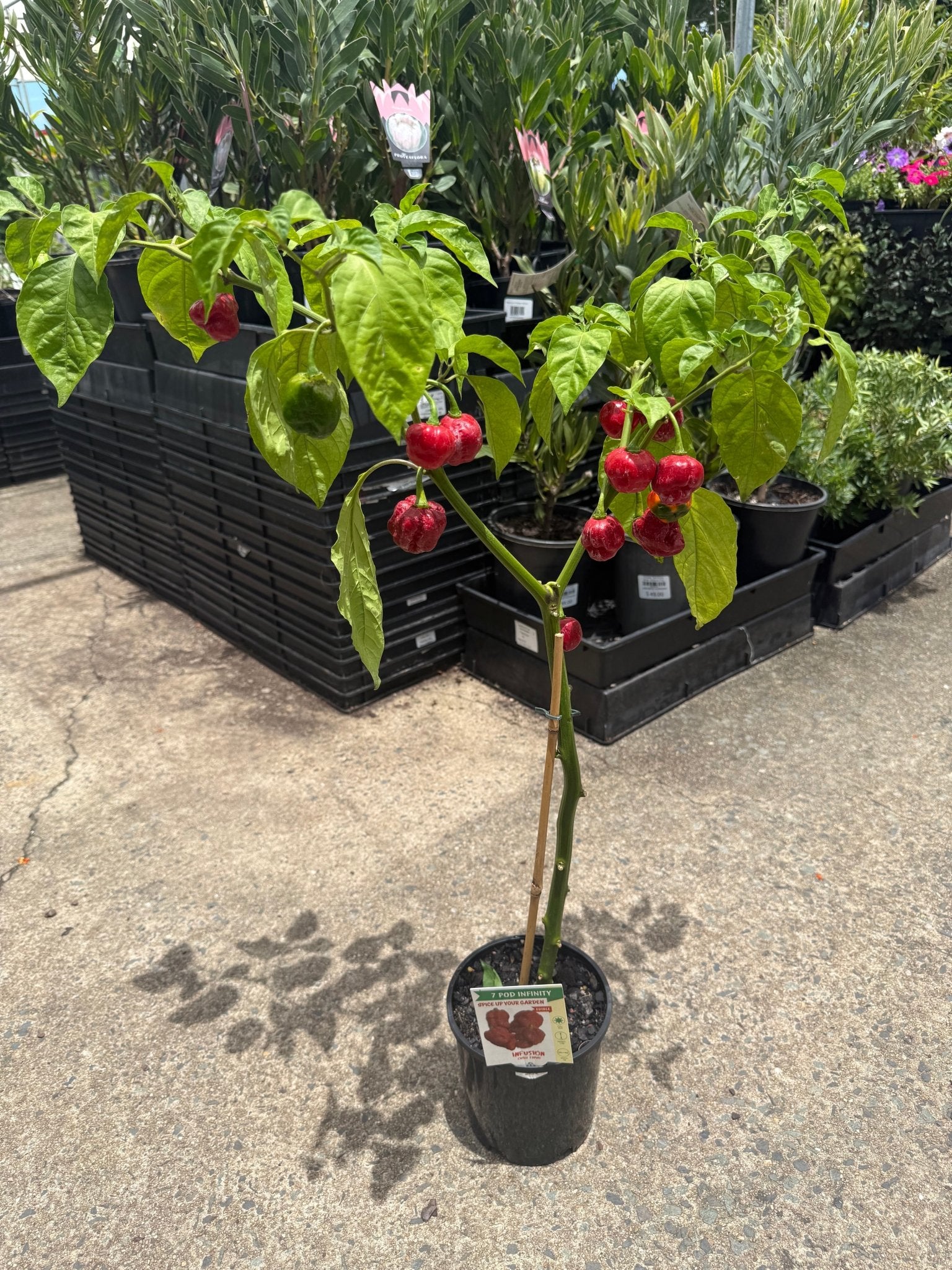 Chilli '7 Pot Infinity' - Ladybird Nursery