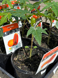 Pawpaw Bisexual 'Red' (QLD ONLY) - Ladybird Nursery