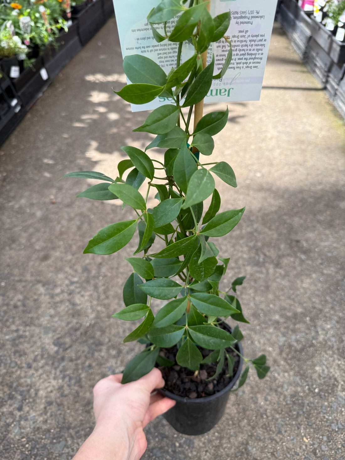 Bower Vine 'Jam Drops' (Pandorea jasminoides) - Ladybird Nursery