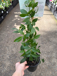 Bower Vine 'Jam Drops' (Pandorea jasminoides) - Ladybird Nursery