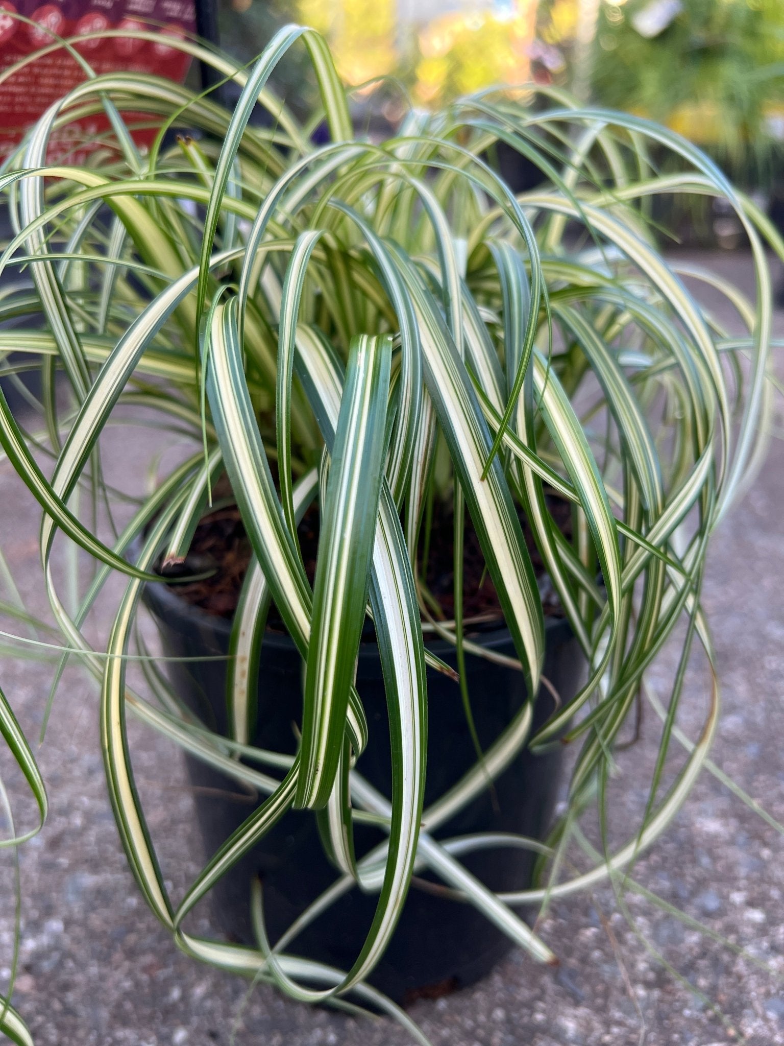 Carex 'Moon Falls' - Ladybird Nursery