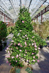 Sasanqua Camellia Beatrice Emily (Camellia sasanqua)