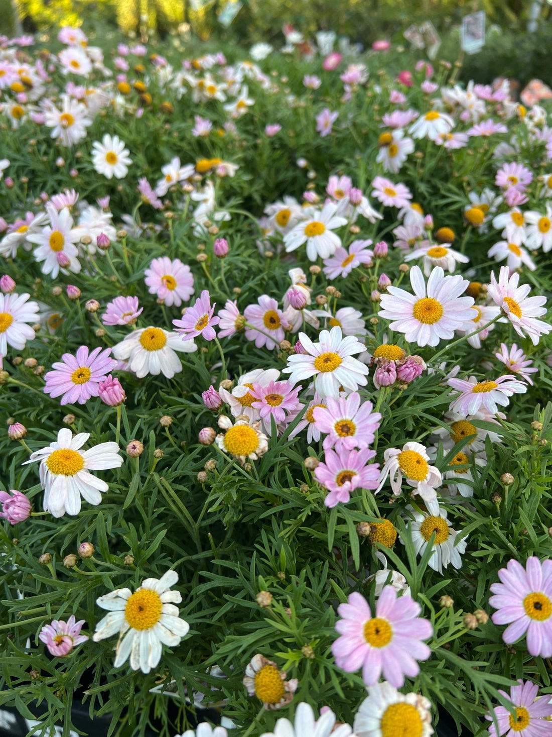 Daisy 'Summit Pink' (Argyranthemum) - Ladybird Nursery