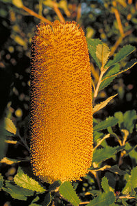 Southern Plains Banksia (Banksia media)