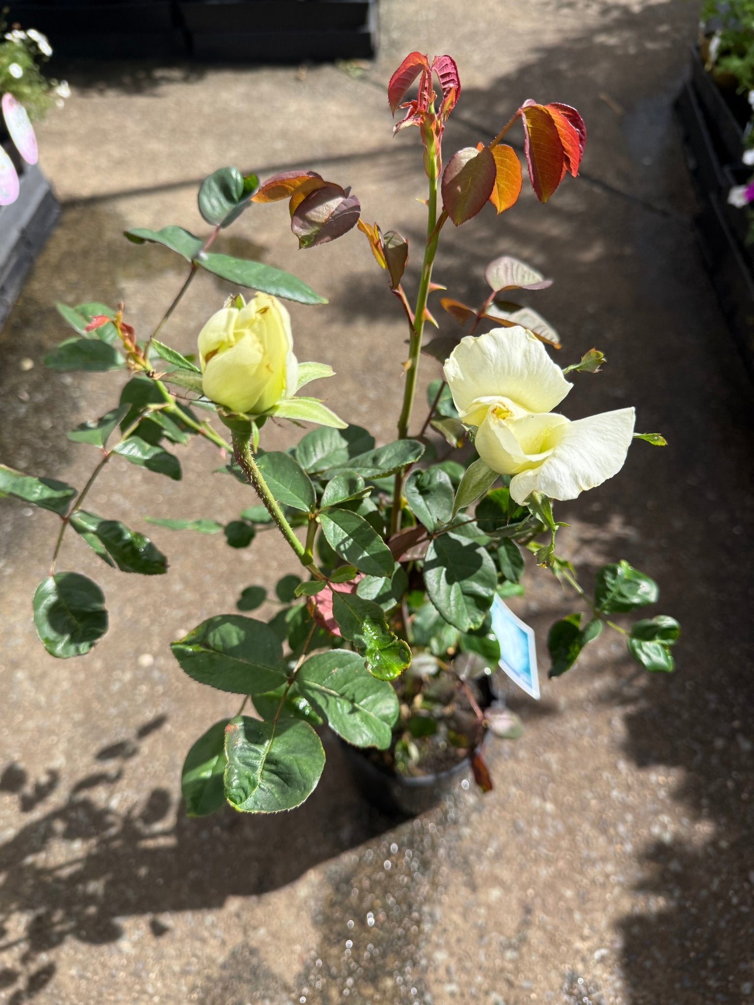 Rose 'Honour' (Rosa) - Ladybird Nursery