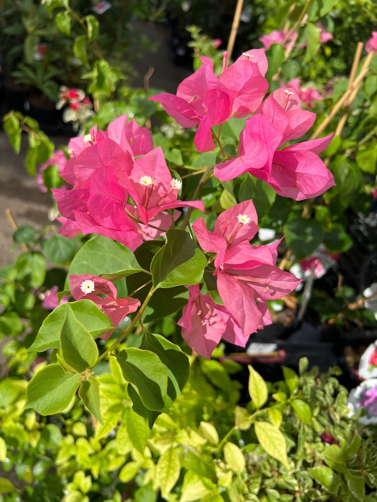Bougainvillea 'Penni' (Bougainvillea Bambino™) - Ladybird Nursery