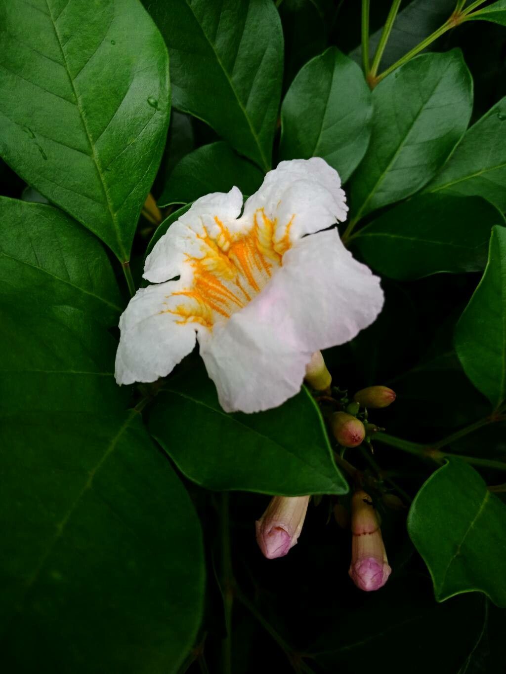 Radermachera yunnanensis