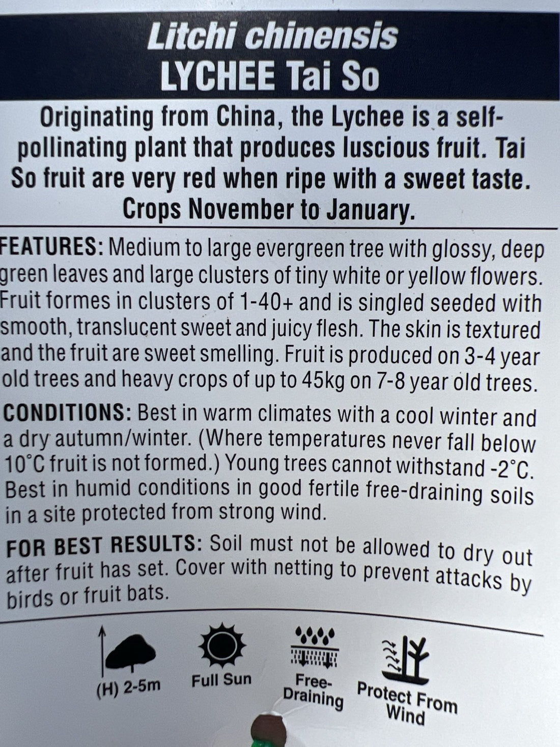 Lychee 'Tai So' 250mm (PICK UP ONLY) - Ladybird Nursery